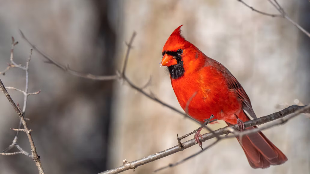 Bird-Watching Spots in Nigeria